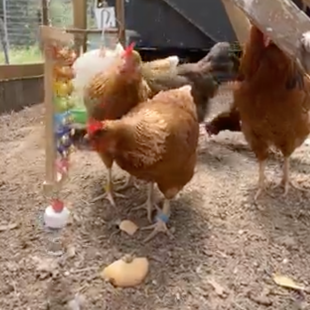 Pet One Chicken Toy Glockenspiel
