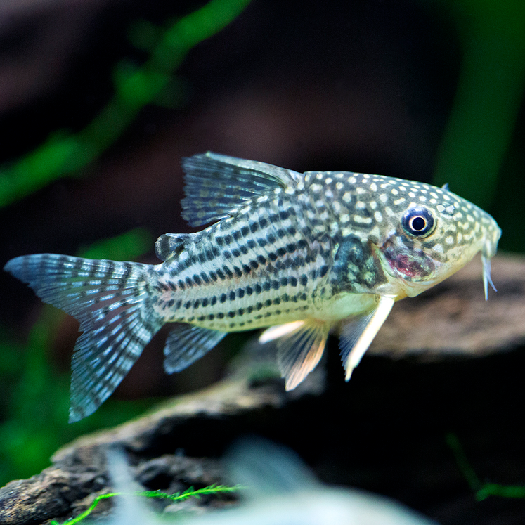 Corydoras Sterbai