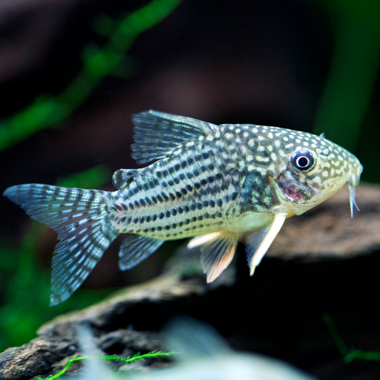 Corydoras Sterbai