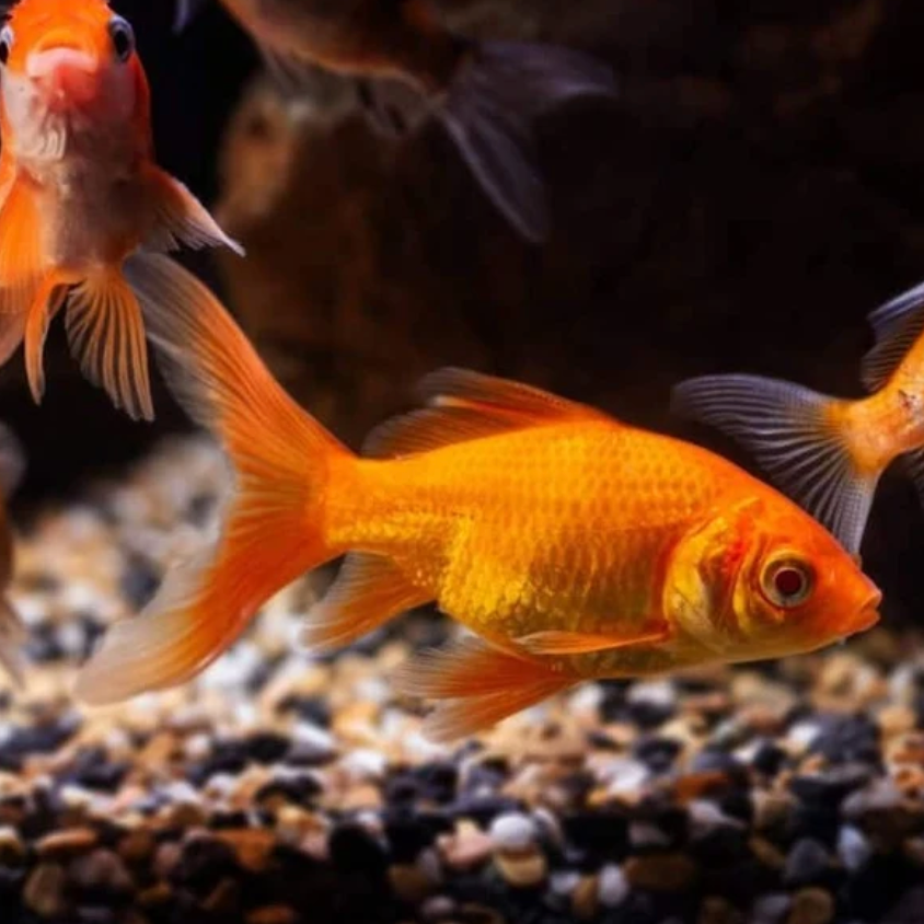 Nymph Goldfish