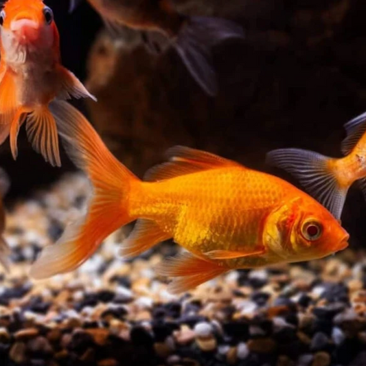 Nymph Goldfish