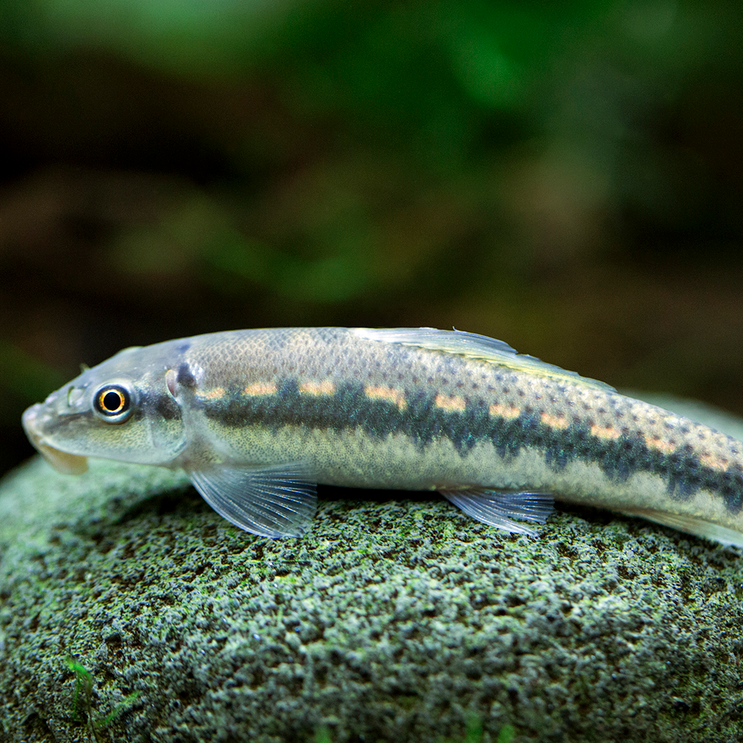 Catfish Algae Eater