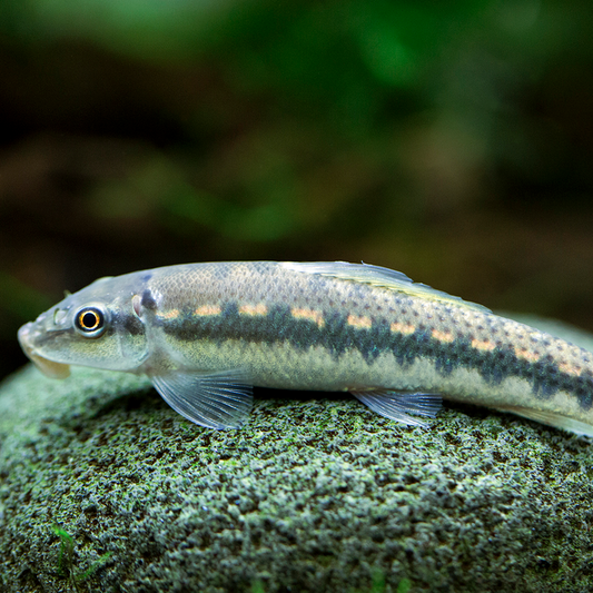 Catfish Algae Eater