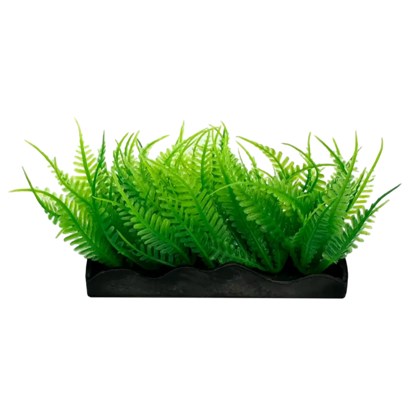 Ecoscape Foreground Ogris Auribus Yl/fern
