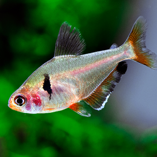Tropical Fish Tetra | Little Beasts Pet Shop