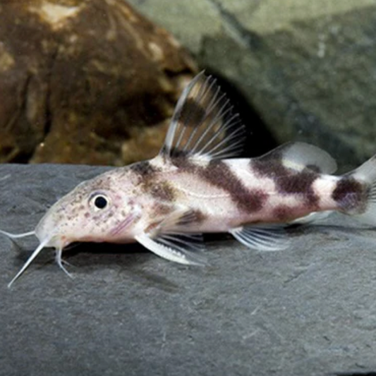 Catfish | Little Beasts Pet Shop