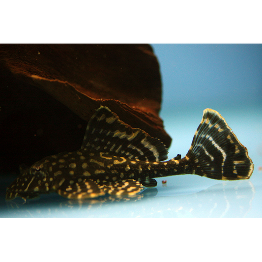 Leopard Plecostomus (Gold Spot)