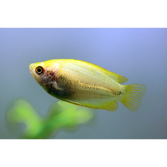 Gold Honey Dwarf Gourami