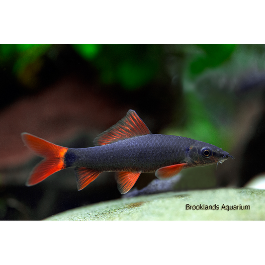 Rainbow Shark