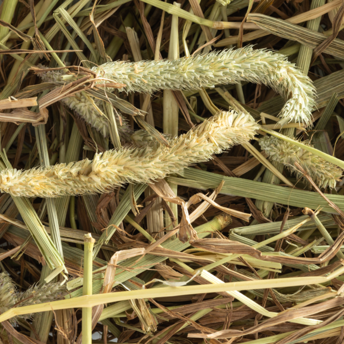 Timothy Hay 1.5kg (50L)
