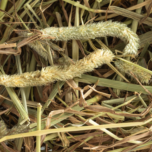 Timothy Hay 1.5kg (50L)