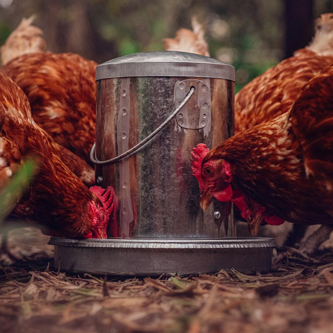 Top Flight Poultry Feeder