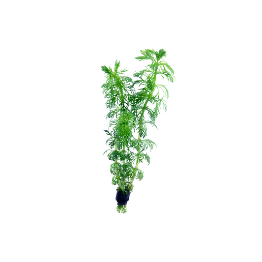 Ambulia - Bunched