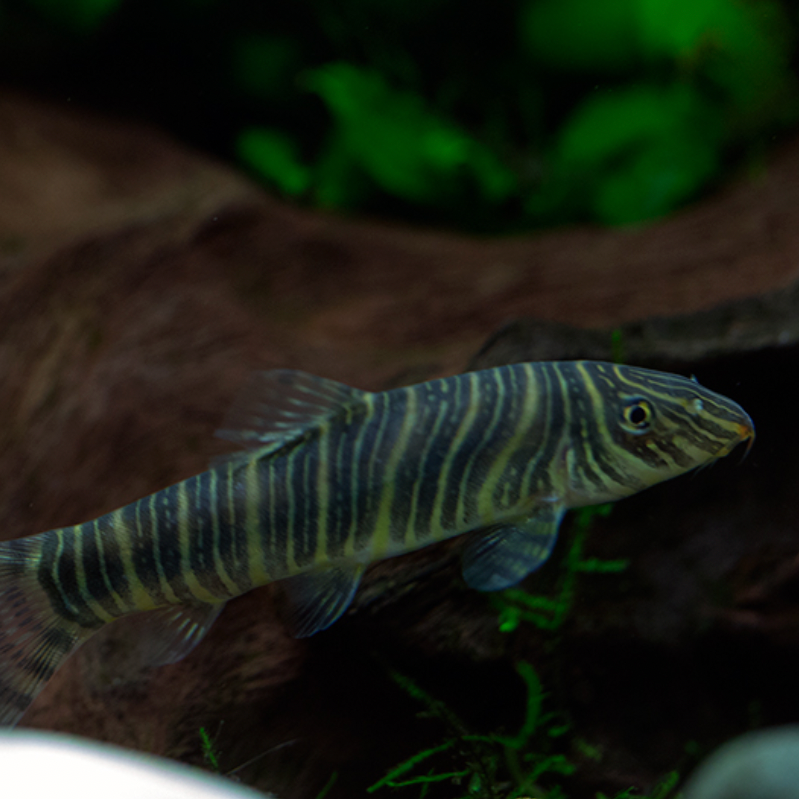 Zebra Loach
