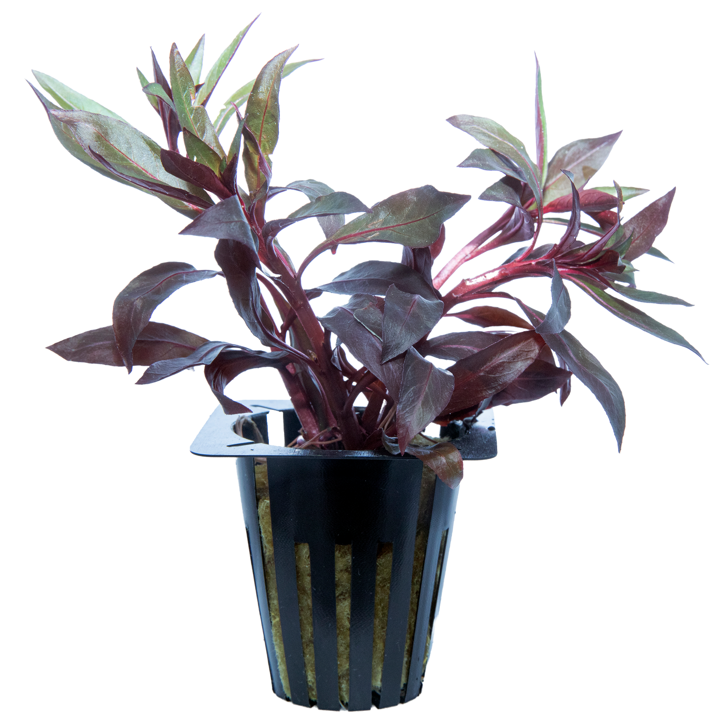 Tropical Plants - various potted