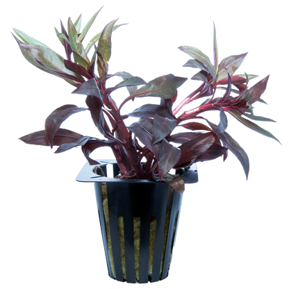 Tropical Plants - various potted