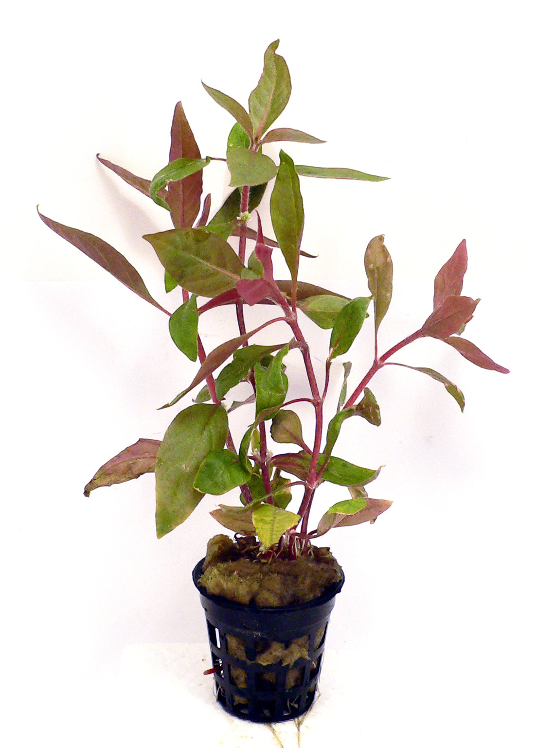 Tropical Plants - various potted