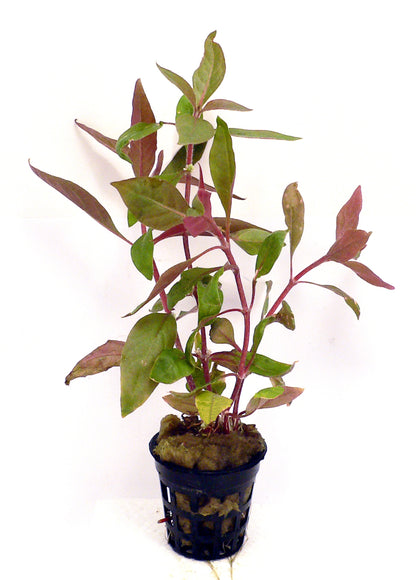 Tropical Plants - various potted